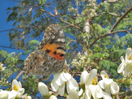 Painted lady mariposa