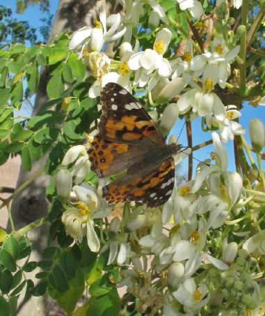 Painted Lady butterfly