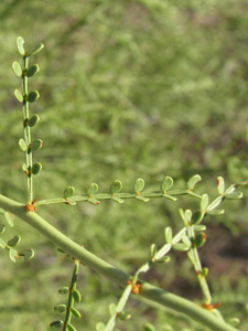 Little-leaf palo verde