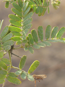 hojas de un Palo brea