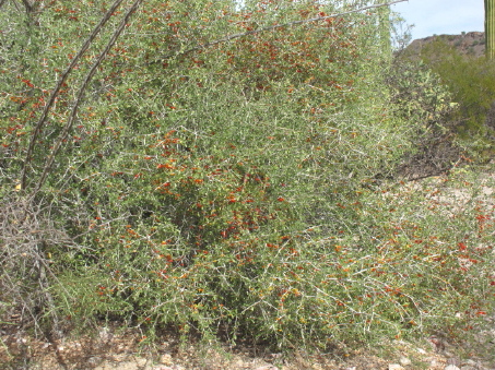 Schaefferia cuneifolia