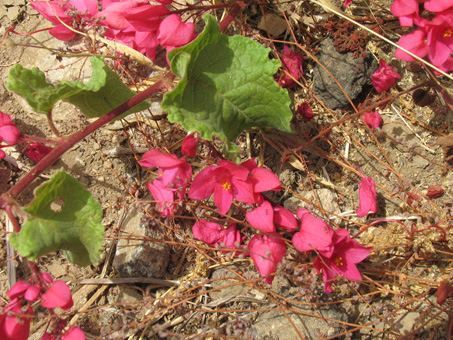 San Miguelito vine flowers