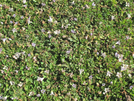 Bacopa plant