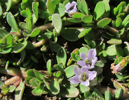 Bacopa flowers