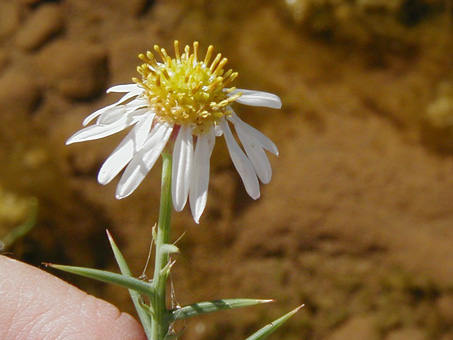 Chloracantha spinosus