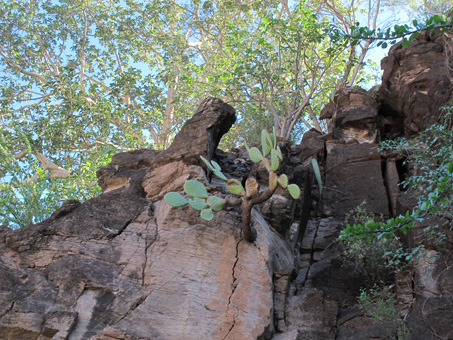 shady rocky outcrop