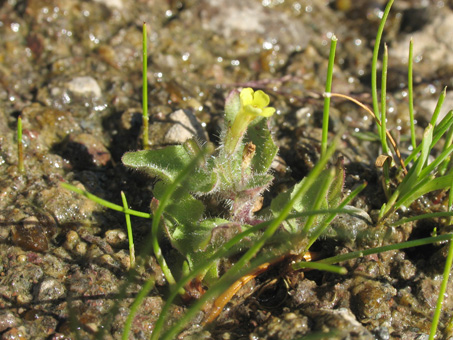 Monkeyflower