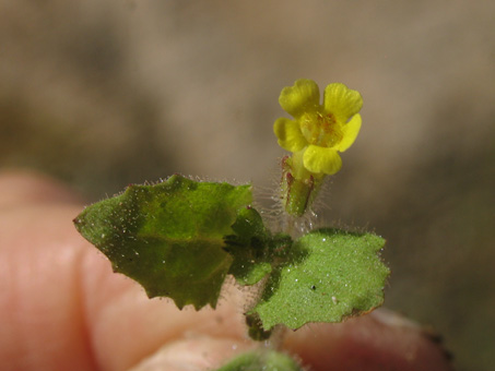 Monkeyflower