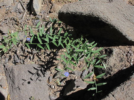 Evolvulus alsinoides plants