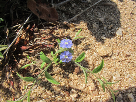 Evolvulus alsinoides plants