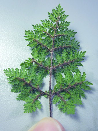 Copyright © 2018 D. Valov fern leaf