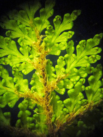 fern closeup of spores