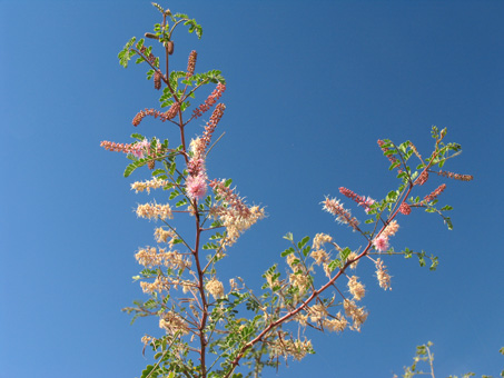 Mimosa flowers