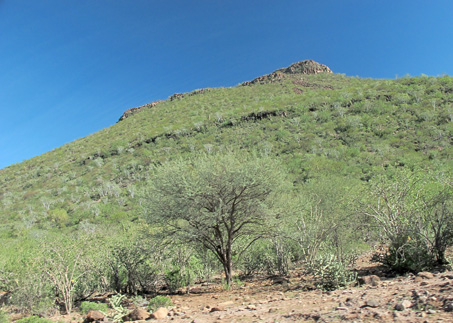 green desert scrub