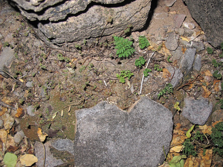 moss on dry soil