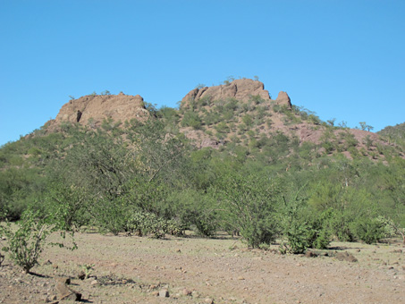 desert scrub