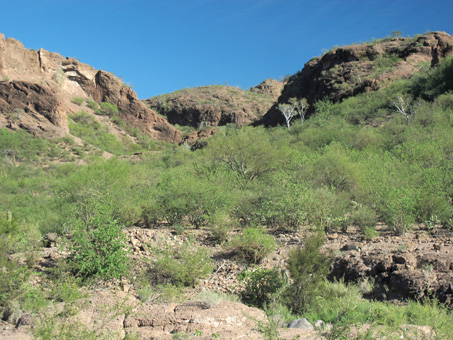 green desert vegetation