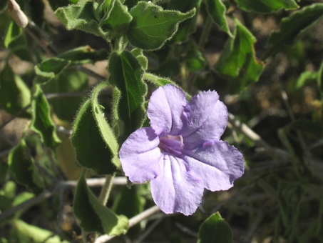 Chloracantha spinosus