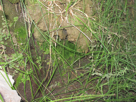 plants in hillside seep