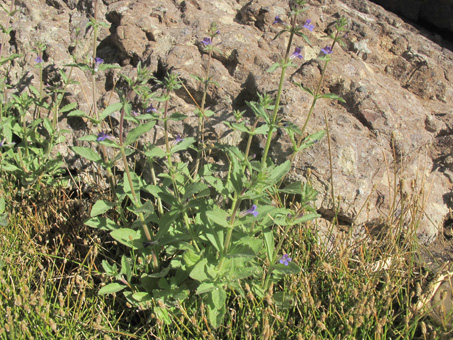 Blue streamwort plant