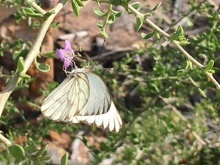 Chioides monuste butterfly