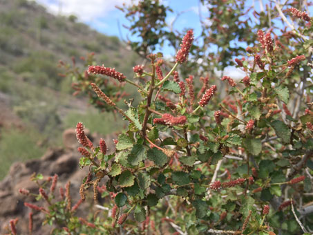 Acalypha saxicola