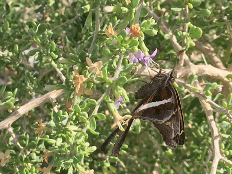 Chioides albofasciatus butterfly