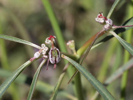 Beetle spurge