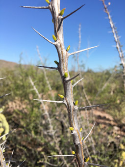 Fouquieria burragei