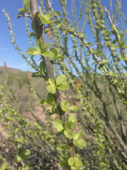 Fouquieria burragei