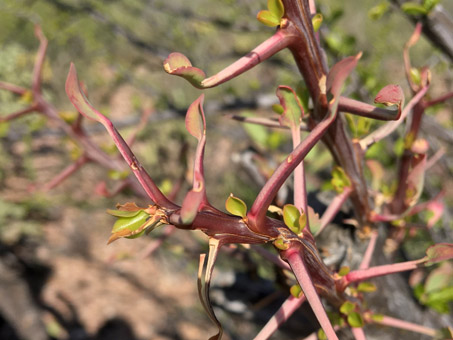 Fouquieria burragei