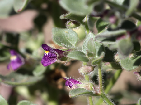 Pseudorontium cyathiferum