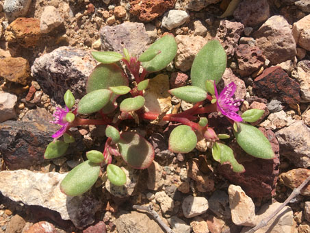 Horse purslane