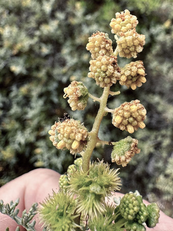 Inflorescencia de Estafiate