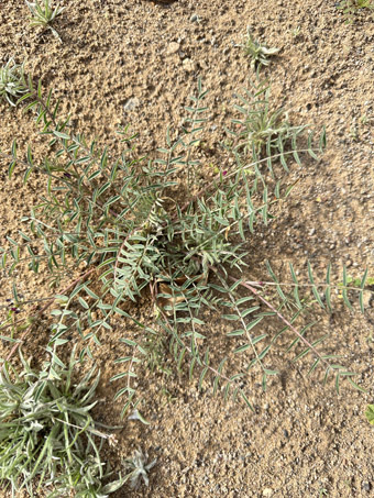 planta de Astragalus insularis var. insularis