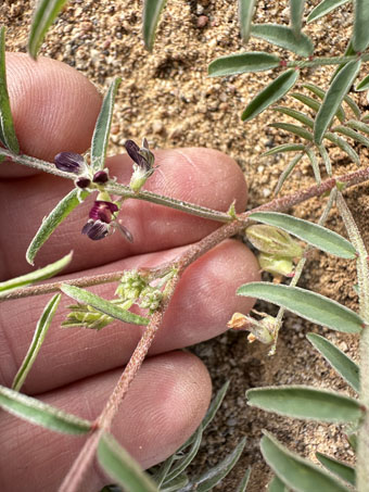 flores de Astragalus insularis var. insularis