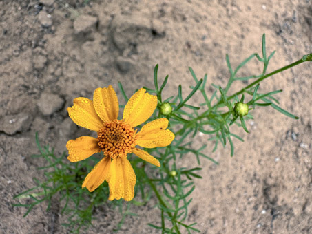 Planta de Hediondilla con flor.