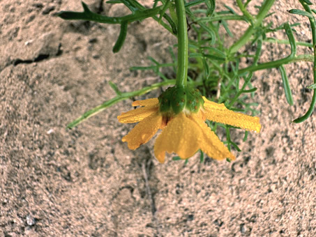 Planta de Hediondilla con flor.