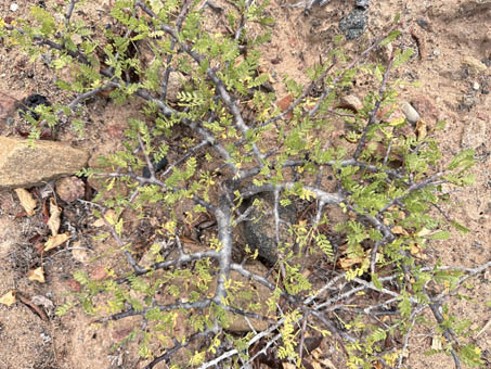 miniature Elephant tree