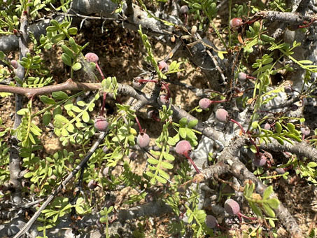 mini elephant tree with fruit