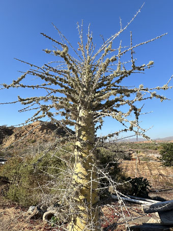 Lichens on Cirio