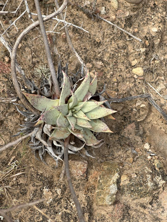 Vizcaíno Liveforever plant