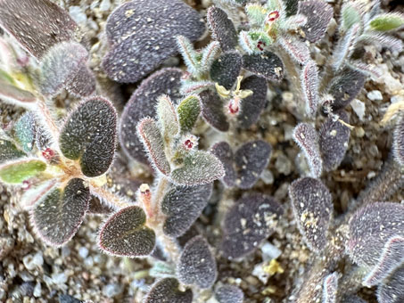 Coast Sandmat leaves and flowers