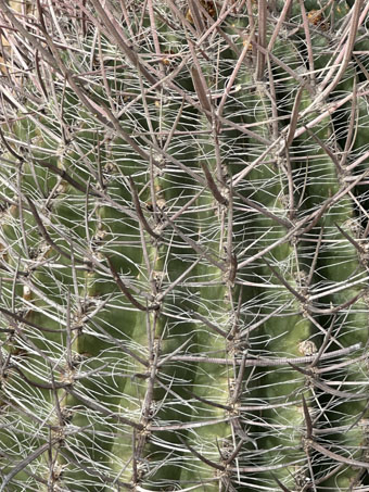 Red-spine barrel cactus