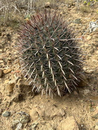 Red-spine barrel cactus