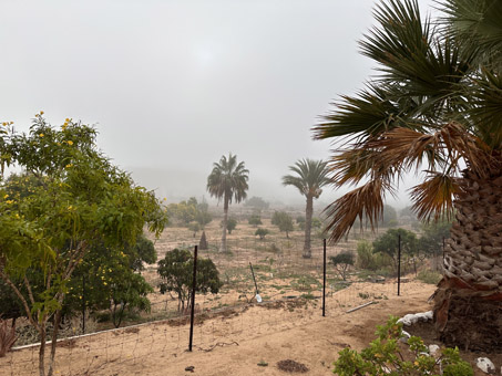 foggy scene at ranch