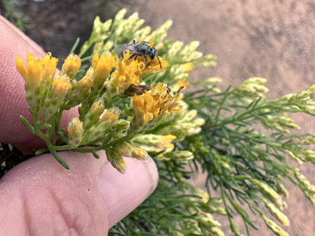 Romerillo Amargo flowers with small native bee