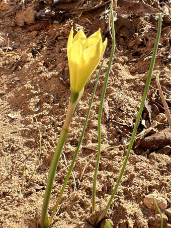 Copper Zephyr lily plant with flower