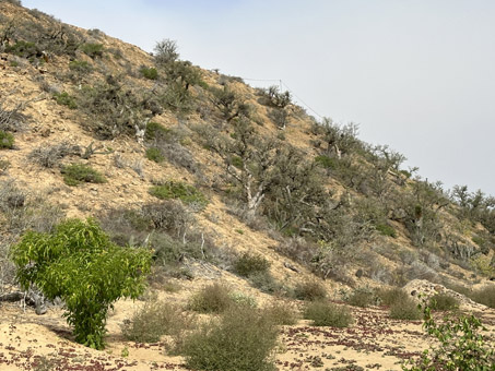 Ladera del rancho con árboles y arbustos.