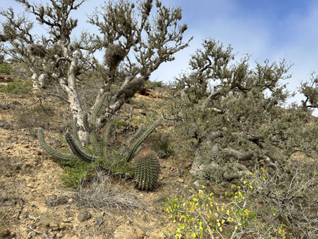 Ladera del rancho con árboles y arbustos.